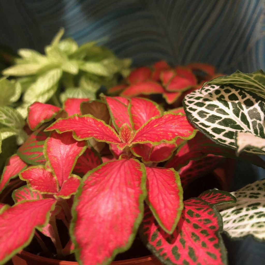fittonia2