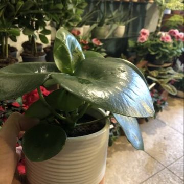 peperomia_raindrop1