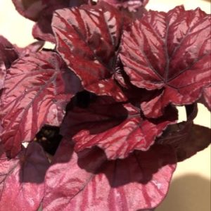 begonia_rex3