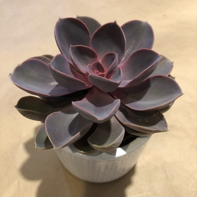 echeveria_spoonfull