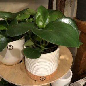 peperomia_raindrop3
