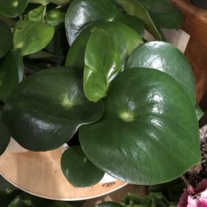 peperomia_raindrop2