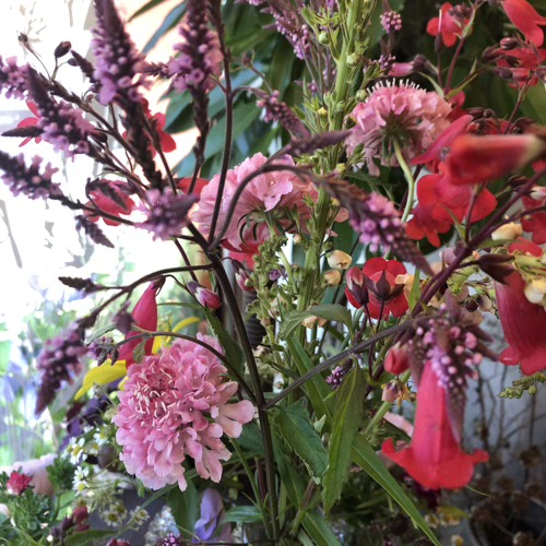 verveine_hastata verveine_hastata