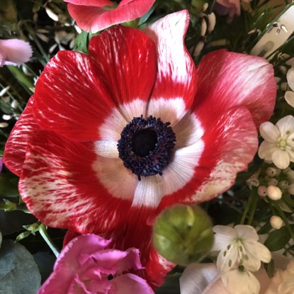 ANEMONES11