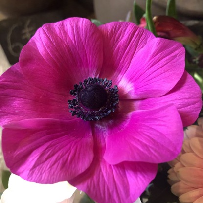 ANEMONES12