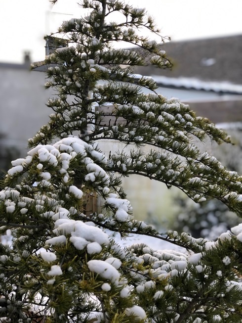 arbre-neige arbre-neige