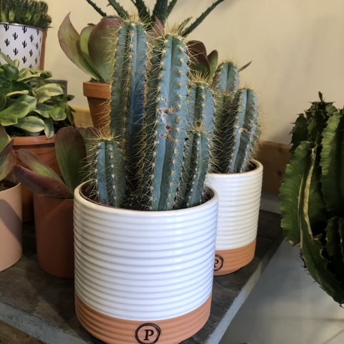 CACTUS21 CACTUS21